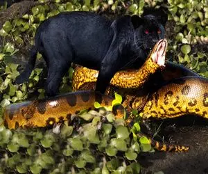 شاهکار حیات وحش؛ پلنگ سیاه بدطینت موقع بلع مار بوآ غول دد از درون تناول شد 