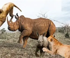 مستند حیات وحش؛ مجادله معاندانه کرگدن و شیر برای حراست از فرزند