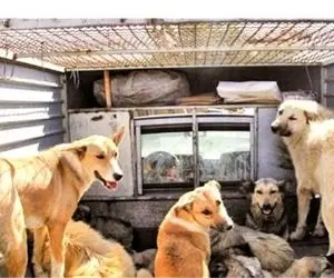 دار زدن سگ‌ها در تبریز توسط شهرداری یا زن بی رحم؟