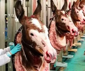 فرآوری الاغ؛ خر تو چین کلی خواهان داره گوشتو و دل و رودشو میخورن پوستشم لباس میکنن