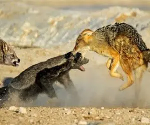 مستند حیات وحش؛ مدوئد که قادرست با شیرها، یوزها و حتی کروکودیل سر و کله بزند