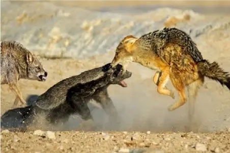 مستند حیات وحش؛ مدوئد که قادرست با شیرها، یوزها و حتی کروکودیل سر و کله بزند