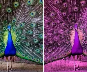 ببینید دنیا از چشمهای حیوانات به شکل و رنگی دیده میشه؛ بعضیاشون چشم ندارن ولی می بینن!