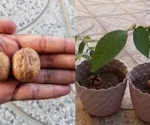 کشاورزی نوین؛ وقتی گردو رو از یک دانه بسیار کوچک پورش میدن تا بشه یه غول تنومند