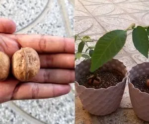 کشاورزی نوین؛ وقتی گردو رو از یک دانه بسیار کوچک پورش میدن تا بشه یه غول تنومند