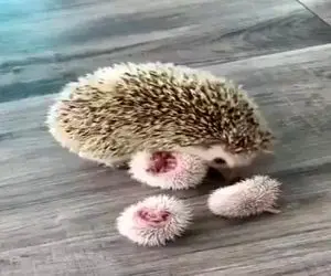 شگفت‌انگیزان؛ بچه جوجه تیغی شبیه گل میشکفه مادرش نمیذاره بهش نزدیک شی