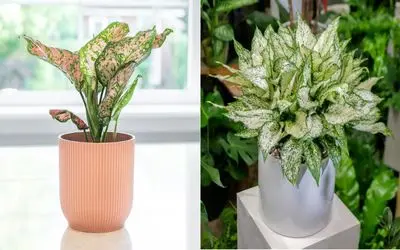 از پژمردگی تا شادابی؛ راهنمای کامل احیای آگلونما/پشت پرده پژمردگی این گیاه لوس نازنازی