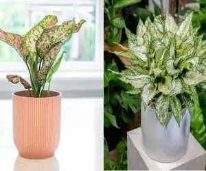 از پژمردگی تا شادابی؛ راهنمای کامل احیای آگلونما/پشت پرده پژمردگی این گیاه لوس نازنازی