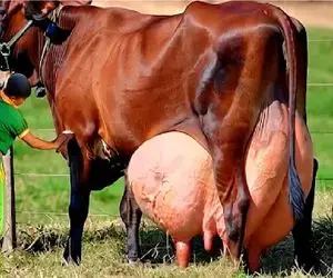 گاوهای باورنکردنی؛ گاو انقد حجم شیرش زیاده دست میزنن بدوشن عین فواره عمل میکنه