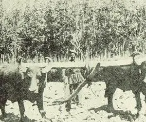 سوار ماشین زمان بشوید؛ گاوآهن و خیش دمار از روزگار خاک در آورده بودند