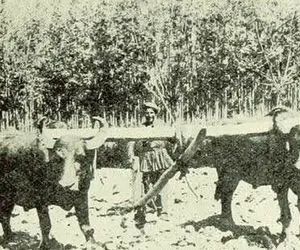 سوار ماشین زمان بشوید؛ گاوآهن و خیش دمار از روزگار خاک در آورده بودند