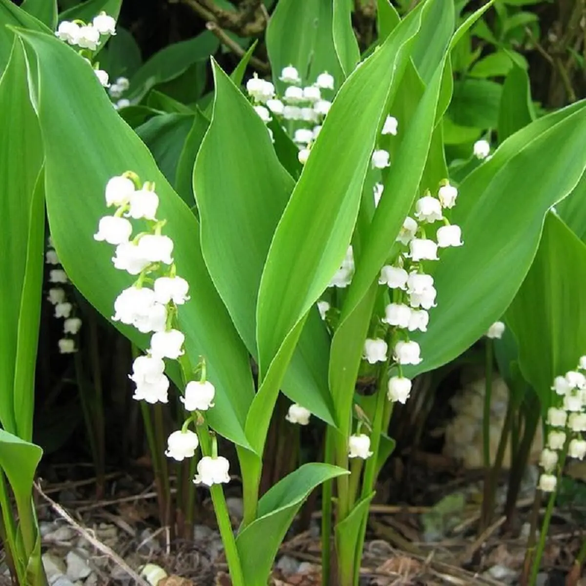 گیاهان مقاوم به سرما
