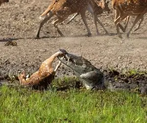 بدایع حیات وحش؛ کروکودیل به یکباره عین آتش فشان خروشید و آهو شکار کرد