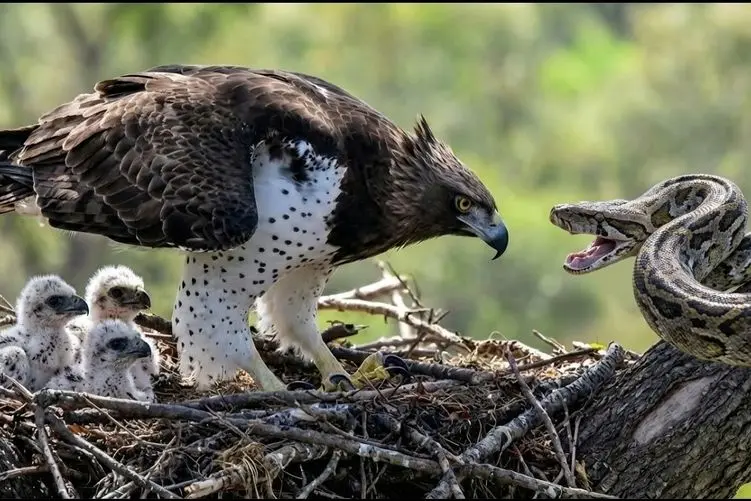 مستند حیات وحش؛ پیتون 3 متری که به عشق 3 جوجه عقاب خودش رو کشوند بالای درخت