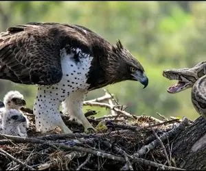 مستند حیات وحش؛ پیتون 3 متری که به عشق 3 جوجه عقاب خودش رو کشوند بالای درخت