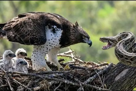 مستند حیات وحش؛ پیتون 3 متری که به عشق 3 جوجه عقاب خودش رو کشوند بالای درخت