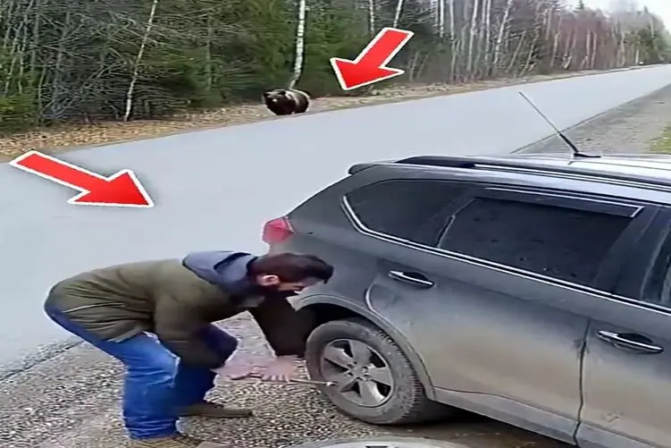 معماری طبیعت؛ مرده جونشو حراج گذاشت آخه خرس داره میاد این چه کاری بود کرد