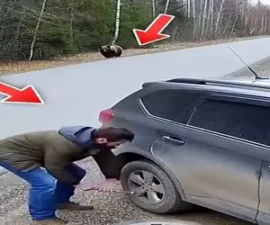 معماری طبیعت؛ مرده جونشو حراج گذاشت آخه خرس داره میاد این چه کاری بود کرد