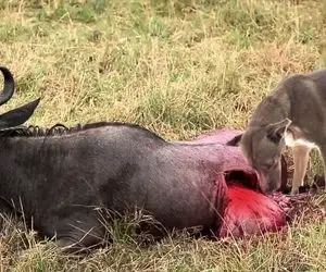 از جذابیت های حیات وحش؛ سگ های وحشی بوفالو مستاصل و پا به ماه رو رنج کش کردن