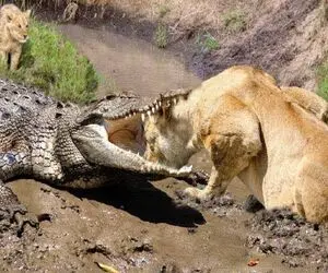 بدایع حیات وحش؛ شیر بعد باخت از کفتار سفاک سرشو کرد تو دهن تمساح برای خودکشی