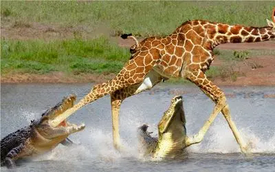 جنگ حیات وحش/ تمساح با یک حرکت پای زرافه با اون قد و ابهت رو خرد کرد