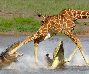 جنگ حیات وحش/ تمساح با یک حرکت پای زرافه با اون قد و ابهت رو خرد کرد