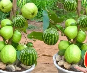 محصولات کشاورزی شگفت انگیز؛ هندوانه رو با درخت گواوا پیوند زدن شد یک میوه جنتی