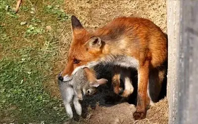 مستند حیات وحش؛ روباه بی مروت شبیخون زد به لونه خرگوش بچهاشو قاپید