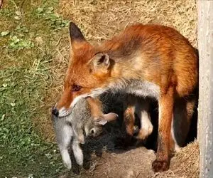 مستند حیات وحش؛ روباه بی مروت شبیخون زد به لونه خرگوش بچهاشو قاپید