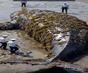 معماری طبیعت؛ نهنگ تو دریا غرق کثافت شده دیگه نمیتونه برگرده تو آب کارواشش میکنن