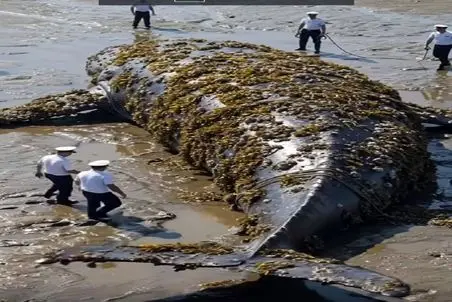 معماری طبیعت؛ نهنگ تو دریا غرق کثافت شده دیگه نمیتونه برگرده تو آب کارواشش میکنن