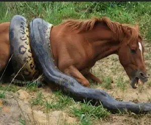 مستند حیات وحش؛ آناکوندای غول اسبی که ده تای خودش بود محکوم کرد به  فنا