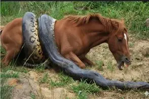 مستند حیات وحش؛ آناکوندای غول اسبی که ده تای خودش بود محکوم کرد به  فنا