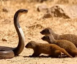 مستند حیات وحش؛ مانگوس وزه مثل زالو چسبید به مار خونش رو بمکه