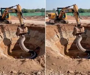 ابزارآلات غول پیکر؛ پیتون غول خزید دور بیل مکانیکی غول که داشت زمین مهلک رو میکند