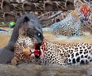 جذابیت حیات وحش؛ پلنگ سیاه سفاک یوزپلنگ مسلول و تو آب خفه کرد شروع به تناول کرد