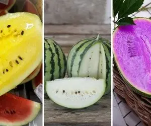 تکنیک های کشاورزی که هرگز ندیده اید؛ پرورش هندوانه های مکعب مربع تا هندونه آبی کاربنی