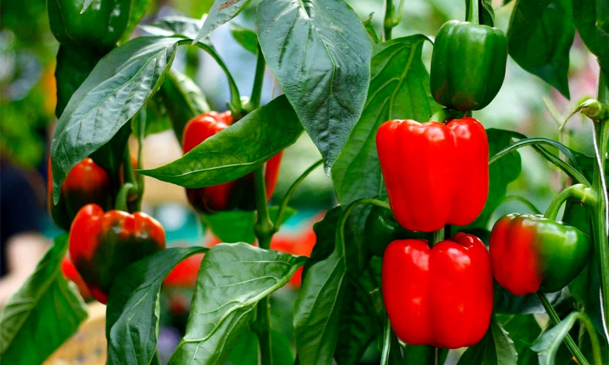 bell-peppers-tree-in-garden-picture-id1323318476