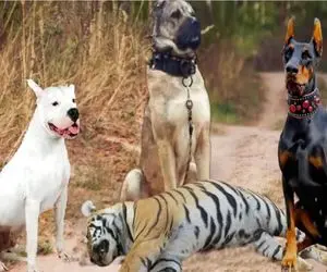 مستند حیات وحش؛ سگ شکاری سفید حساب ببر خطدار میزاره کف دستش