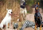 مستند حیات وحش؛ سگ شکاری سفید حساب ببر خطدار میزاره کف دستش