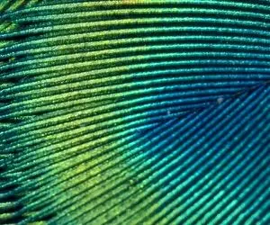 تست هوش تصویری؛ اگه فکر میکنی سلطانِ باهوشایی تو سه سوت بگو این تصویر چی چیه!