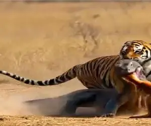 حیات وحش مصنوعی / ببر دلیر برای نجات بچه آهو از دست پیتون غول درگیر میشه