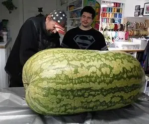 محصولات کشاورزی غول پیکر؛ هندوانه پرورش دادن شده 100 کیلو با جرثقیل گذاشتن سر میز