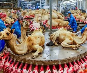 فرآوری شتر؛ شتر دورریز نداره از زنده‌اش کار میکشن وقتی مرد از گوشت و پوستش