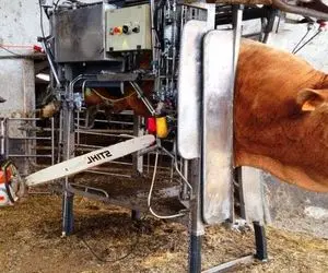فرآوری گاو؛ یه عالمه تجهیزات مدرن آوردن ‌واسه آسایش گاوها فقط اون شونه که برا موهاشه