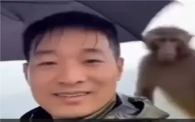 طنز حیات وحش؛ میمون خنگول چتر توریست میزده باهاش برگرده جنگل