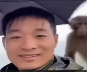 طنز حیات وحش؛ میمون خنگول چتر توریست میزده باهاش برگرده جنگل