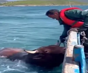 معماری طبیعت؛ گاو همه چشم امیدش به صاحبشه