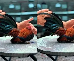 کارخانه حیوانات؛ با تزریق هورمون مرغ قلمبه زینتی میلیاردی ساختن رنگ پر طاووس