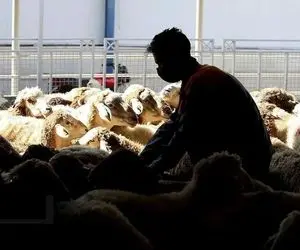 قیمت دام زنده امروز ۸ دی 1404 / نرخ ها روند صعودی را پیش گرفتند